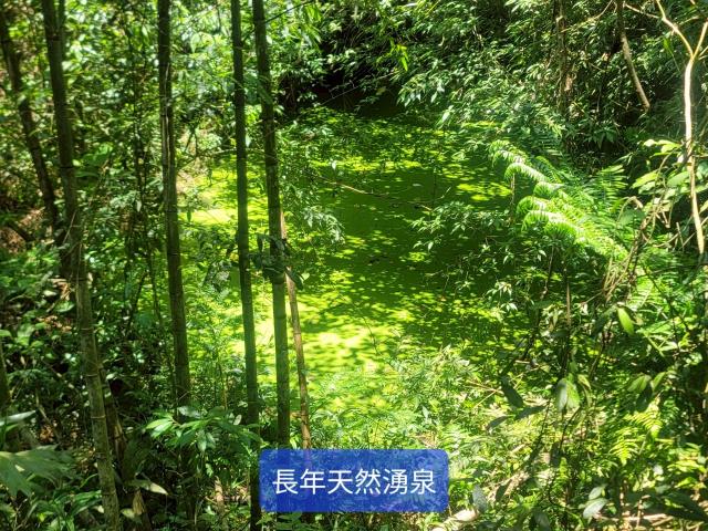 南投國姓農地-10
