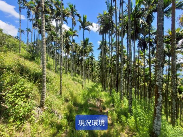 南投國姓農地-4