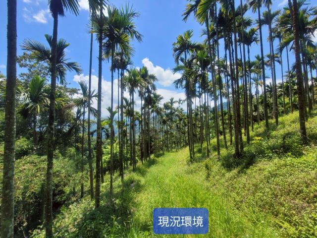 南投國姓農地-5