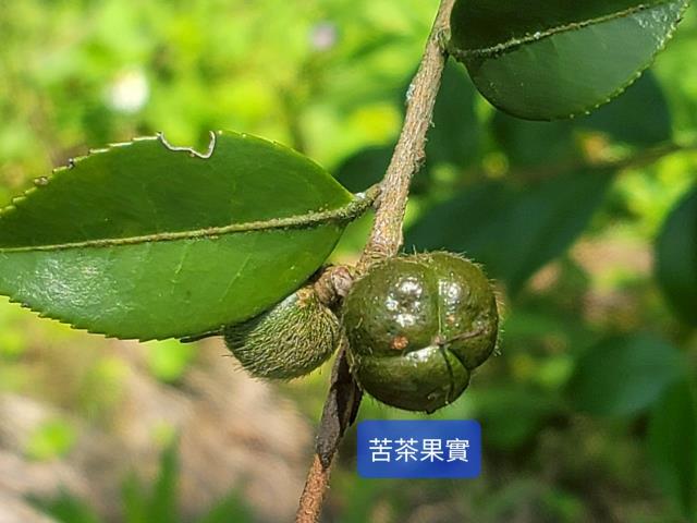 南投國姓農地-6